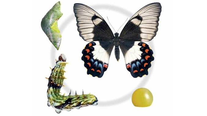 Life Cycles of Insects