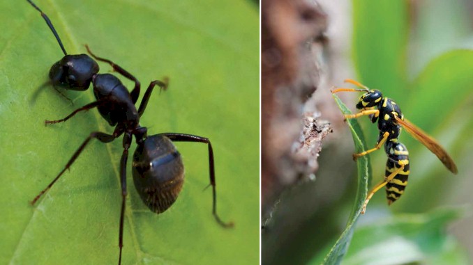 Social Insects: Ants and Termites
