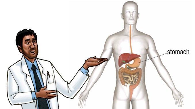 The Digestive System